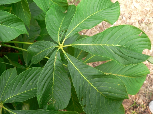 {Aesculus parviflora}